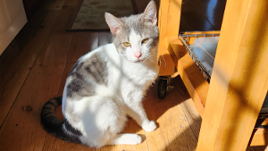 Lost Pet: Lucifer