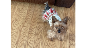 Lost Pet: Kami