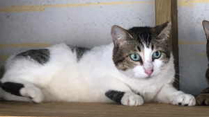 Lost Pet: Macho