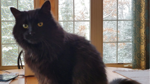 Lost Pet: BC