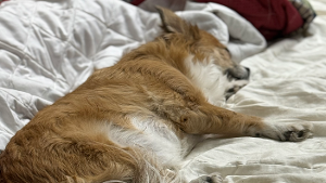 Lost Pet: Chloe Lynn