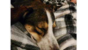 Lost Pet: Tracker