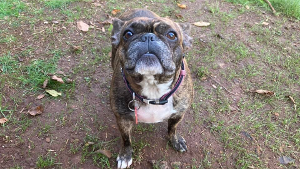 Lost Pet: Roxy