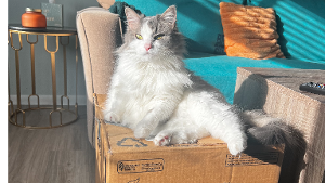 Lost Pet: Munchkin