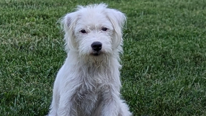 Lost Pet: Ethel