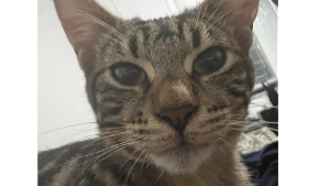 Lost Pet: Wilfredo