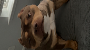 Lost Pet: Rocket