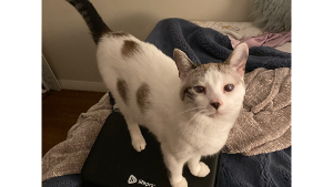 Lost Pet: Opal