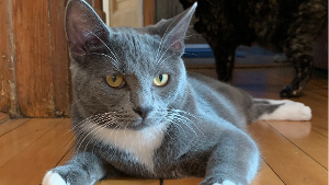 Lost Pet: Hermes