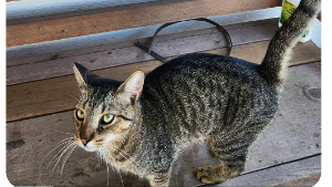 Lost Pet: Luffy