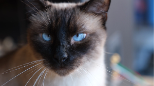 Lost Pet: Strider