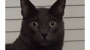 Lost Pet: Gohan