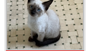 Lost Pet: Travis