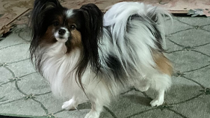 Lost Pet: Java Bean Expresso 