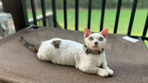 Lost Pet: Lone Starr
