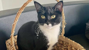 Lost Pet: CHLOE