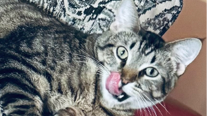 Lost Pet: Murphy