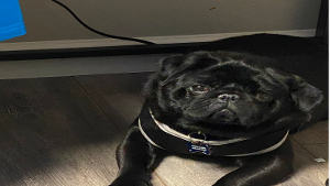 Lost Pet: Yoda