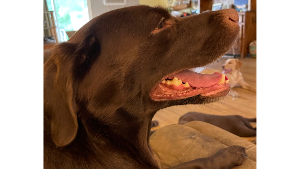 Lost Pet: Bridget