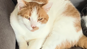 Lost Pet: MORRIS