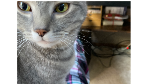 Lost Pet: Polly