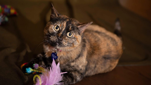 Lost Pet: Sissy