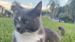 Lost Pet: Phineas Fletcher