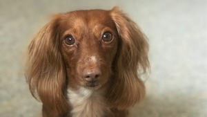 Lost Pet: Lucy