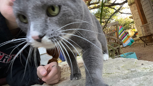 Lost Pet: Squeaky