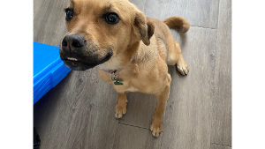 Lost Pet: Honey