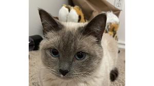 Lost Pet: Karameow