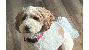 Lost Pet: Abigail