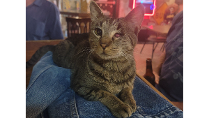 Lost Pet: Prince William