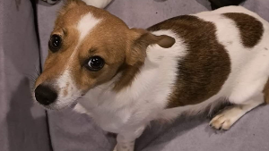 Lost Pet: beth