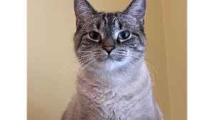 Lost Pet: Mishka