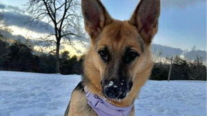 Lost Pet: Sage
