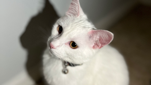 Lost Pet: Narin