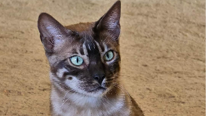 Lost Pet: Whiskey