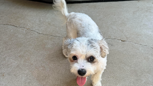 Lost Pet: Lyla