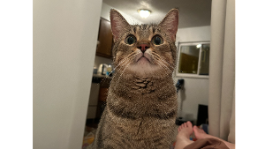 Lost Pet: Sahara