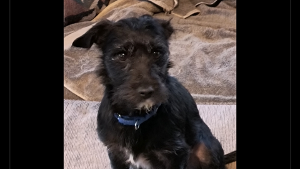 Lost Pet: Hana
