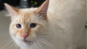 Lost Pet: Leopold