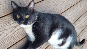Lost Pet: Squeak