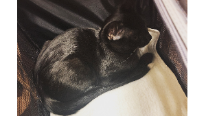 Lost Pet: Marceline