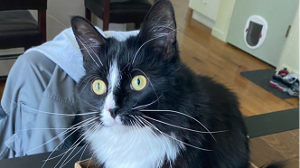 Lost Pet: Rover