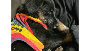 Lost Pet: Sunshine Sparkles