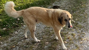 Lost Pet: Percy