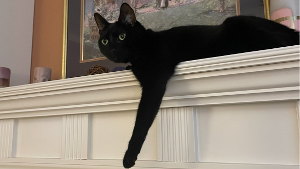 Lost Pet: Peyton