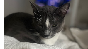 Lost Pet: Bubba/Merlin