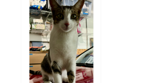 Lost Pet: Schmidtty